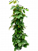 Lush Chestnut Vine Tetrastigma voinierianum Indoor House Plants