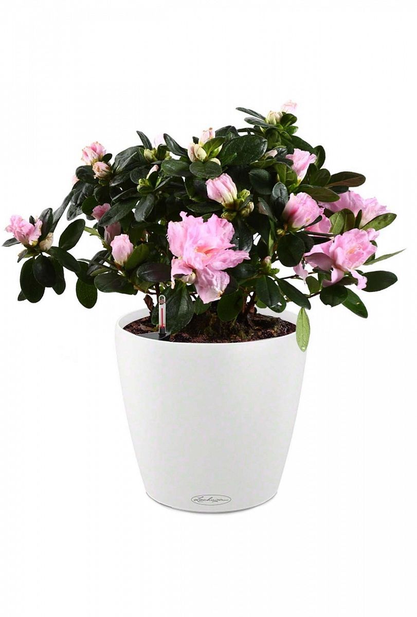 Blooming Azalea in LECHUZA CLASSICO Color Self-watering Planter, Total Height 50 cm