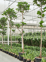 Lush Fiddle Leaf Fig Ficus lyrata Indoor House Plants