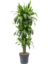 Vibrant Corn Plant Dracaena fragrans 'Arturo' Tall Indoor House Plants Trees