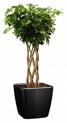 Schefflera Arboricola Gold Capella in LECHUZA QUADRO LS 43 Self-watering Planter, Total Height 180 c