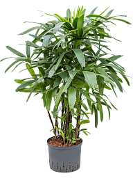 Tropical Lady Palm Rhapis excelsa Indoor House Plants