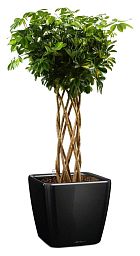 Schefflera Arboricola Gold Capella in LECHUZA QUADRO LS 43 Self-watering Planter, Total Height 180 c