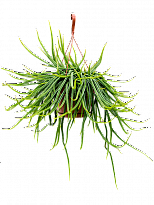 Easy-Care Mistletoe Cactus Rhipsalis wercklei Indoor House Plants W40 ...