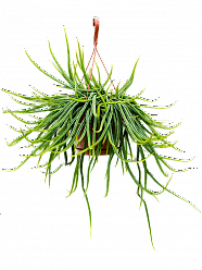 Easy-Care Mistletoe Cactus Rhipsalis wercklei Indoor House Plants