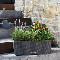 LECHUZA BALCONERA Cottage Trough Poly Resin Self-watering Planter Set