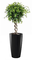 Ficus Benjamina Exotica with Double Spiral Stem in LECHUZA RONDO Self-watering Planter, Total Height