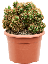 Easy-Care Apple Cactus Cereus peruvianus 'Monstrosus' ndoor House Plants