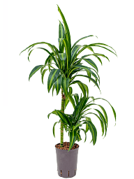 Elegant Corn Plant Dracaena fragrans 'Hawaiian Sunshine' Indoor House Plants