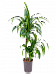 Elegant Corn Plant Dracaena fragrans 'Hawaiian Sunshine' Indoor House Plants