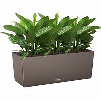 Potted House Plant Aglaonema Stripes in LECHUZA BALCONERA Color Nutmeg...