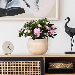 HORTICO ECO Wooden House Planter Round Indoor Plant Pot for House Plants with Waterproof Liner