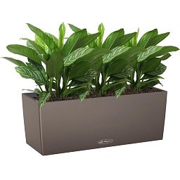 Aglaonema Stripes in LECHUZA BALCONERA Color Self-watering Planter, Total Height 45 cm