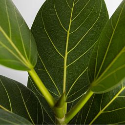 House Plant Care Shine Spray by Plantsmith