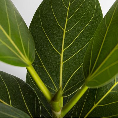 House Plant Care Shine Spray by Plantsmith