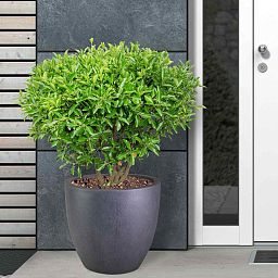IDEALIST Lite Contemporary Light Concrete Egg Planter