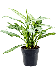 Lush Chinese Evergreen Aglaonema 'Silver Queen' Indoor House Plants