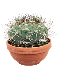 Easy-Care Giant Chin Cactus Gymnocalycium saglionis Indoor House Plants