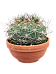 Easy-Care Giant Chin Cactus Gymnocalycium saglionis Indoor House Plants