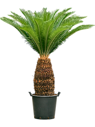 Sago Palm Cycas revoluta