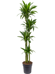 Impressive Corn Plant Dracaena fragrans 'Janet Craig' Tall Indoor House Plants Trees