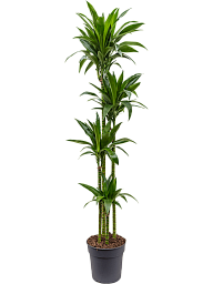 Impressive Corn Plant Dracaena fragrans 'Janet Craig' Tall Indoor House Plants Trees