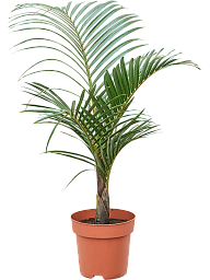Lush Spindle Palm Hyophorbe verschaffeltii Tall Indoor House Plants Trees