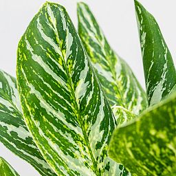 Showy Chinese Evergreen Aglaonema 'Madonna' (50-60) Indoor House Plants