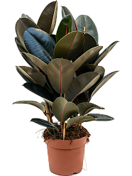Lush Rubber Plant Ficus elastica 'Abidjan' Indoor House Plants