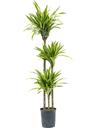 Colorful Corn Plant Dracaena fragrans 'Lemon Lime' Tall Indoor House Plants Trees