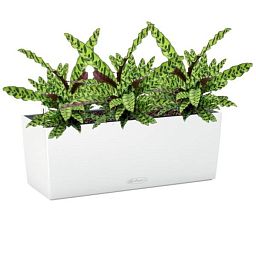 Calathea Lancifolia in LECHUZA BALCONERA Color Self-watering Planter, Total Height 60 cm
