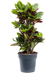 Colorful Croton (Codiaeum) variegatum 'Petra' Indoor House Plants