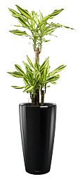 Dracaena Fragrans Mass Coast in LECHUZA RONDO Self-watering Planter, Total Height 140 cm