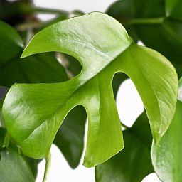 Shade-loving Swiss Cheese Plant Monstera minima' Indoor House Plants