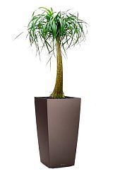 Nolina in LECHUZA CUBICO Self-watering Planter, Total Height 120 cm