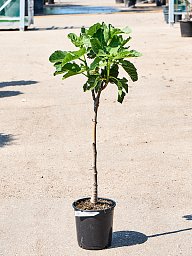 Lush Red-stem Fig Ficus carica 'Variegata' (80-100) Outdoor Plants