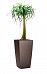 Nolina in LECHUZA CUBICO Self-watering Planter, Total Height 120 cm