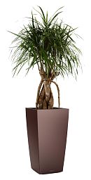 Dracaena Marginata in LECHUZA CUBICO Self-watering Planter, Total Height 150 cm