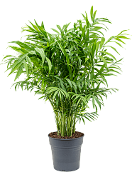 Shade-loving Parlour Palm Chamaedorea elegans Indoor House Plants
