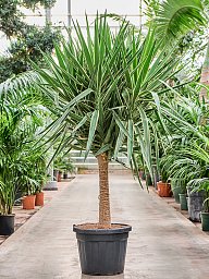 Photogenic Spineless Yucca Yucca elephantipes 'Puck' (200-220) Indoor House Plants