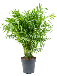 Shade-loving Parlour Palm Chamaedorea elegans Indoor House Plants