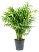 Shade-loving Parlour Palm Chamaedorea elegans Indoor House Plants