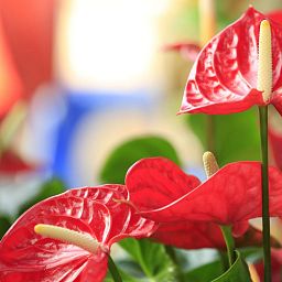 Blooming Anthuriums Set in 3 LECHUZA-PURO Self-watering Planters, Total Height 40 cm