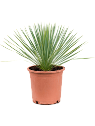 Photogenic Beaked Blue Yucca rostrata (170-200) Indoor House Plants