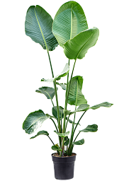 Tropical Bird of Paradise Strelitzia nicolai Indoor House Plants