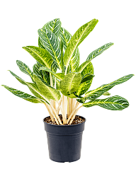 Colorful Chinese Evergreen Aglaonema 'Key Lime' Indoor House Plants