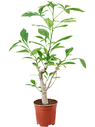 Photogenic Monkey Bread Tree Baobab (Adonsonia) Tall Indoor House Plants Trees
