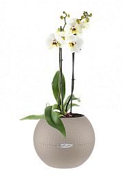 Blooming Phalaenopsis Orchid in LECHUZA-PURO Self-watering Planter, Total Height 60 cm