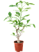 Photogenic Monkey Bread Tree Baobab (Adonsonia) Tall Indoor House Plants Trees