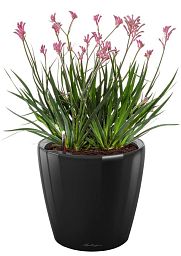 Blooming Anigozanthos (Kangaroo Paw) in LECHUZA CLASSICO LS Self-watering Planter, Total Height 40 c